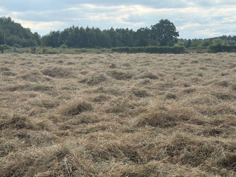 Hay for Sale