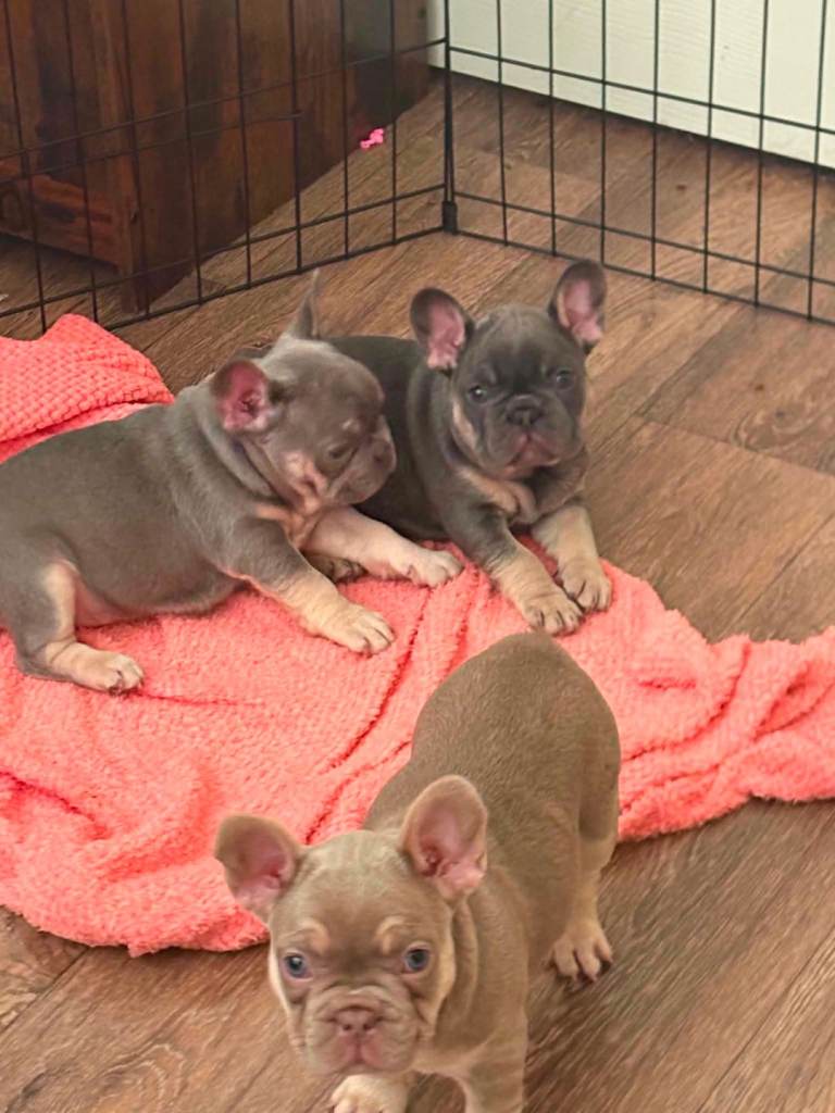KC french bulldog puppies 