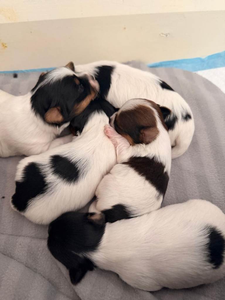 Brewer Yorkshire terriers 