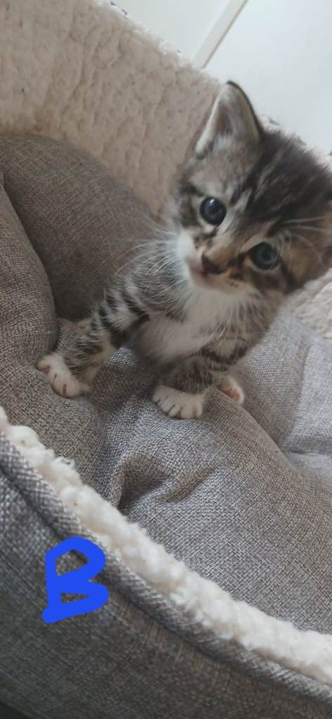 2 gorgeous male kittens