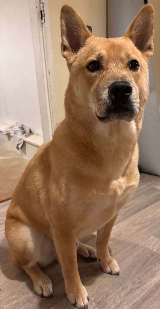 Needs a loving home. 