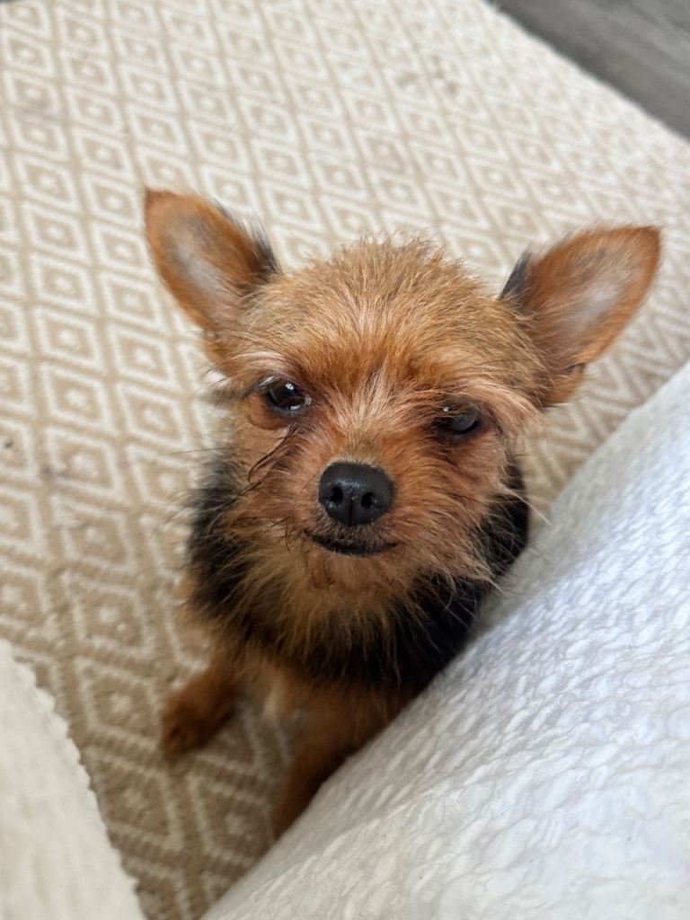 Yorkie x Bichon Frise