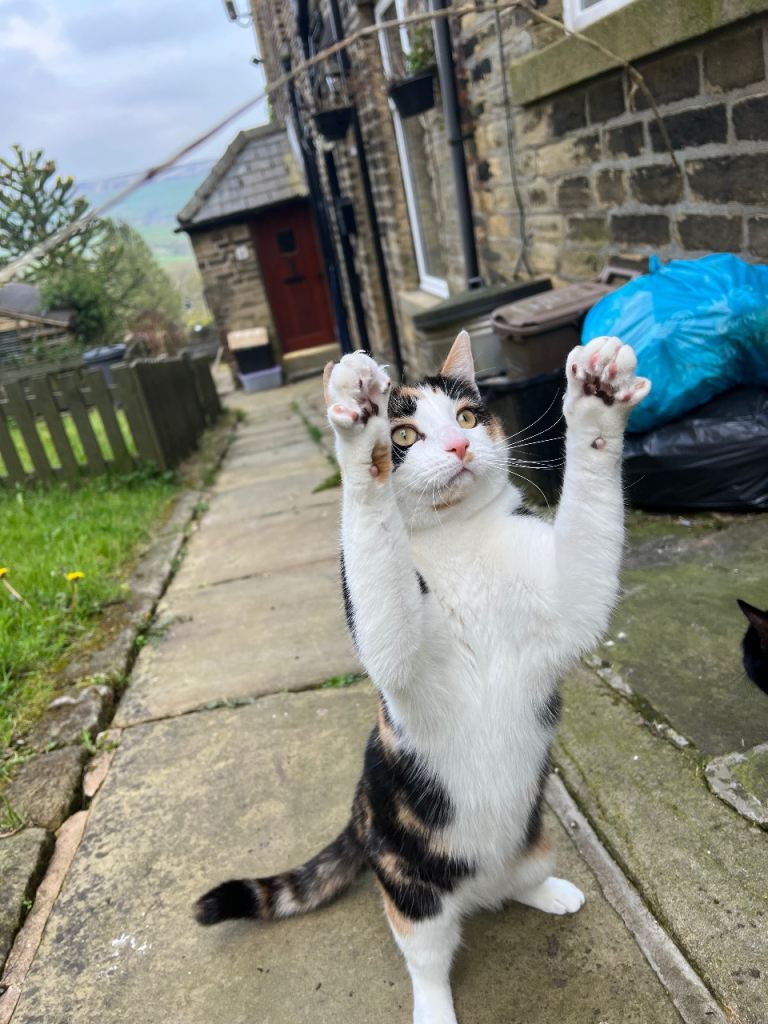 Yuzu Fruit needs new home