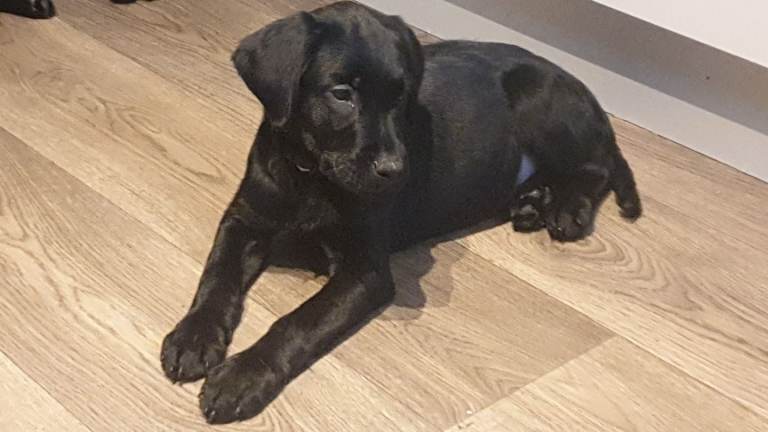 Kc registard, black female labrador retriever,15weeks old