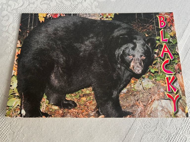 Vintage "Blacky" Black Bear Postcard – Bromley & Co. Canada Wildlife Scene