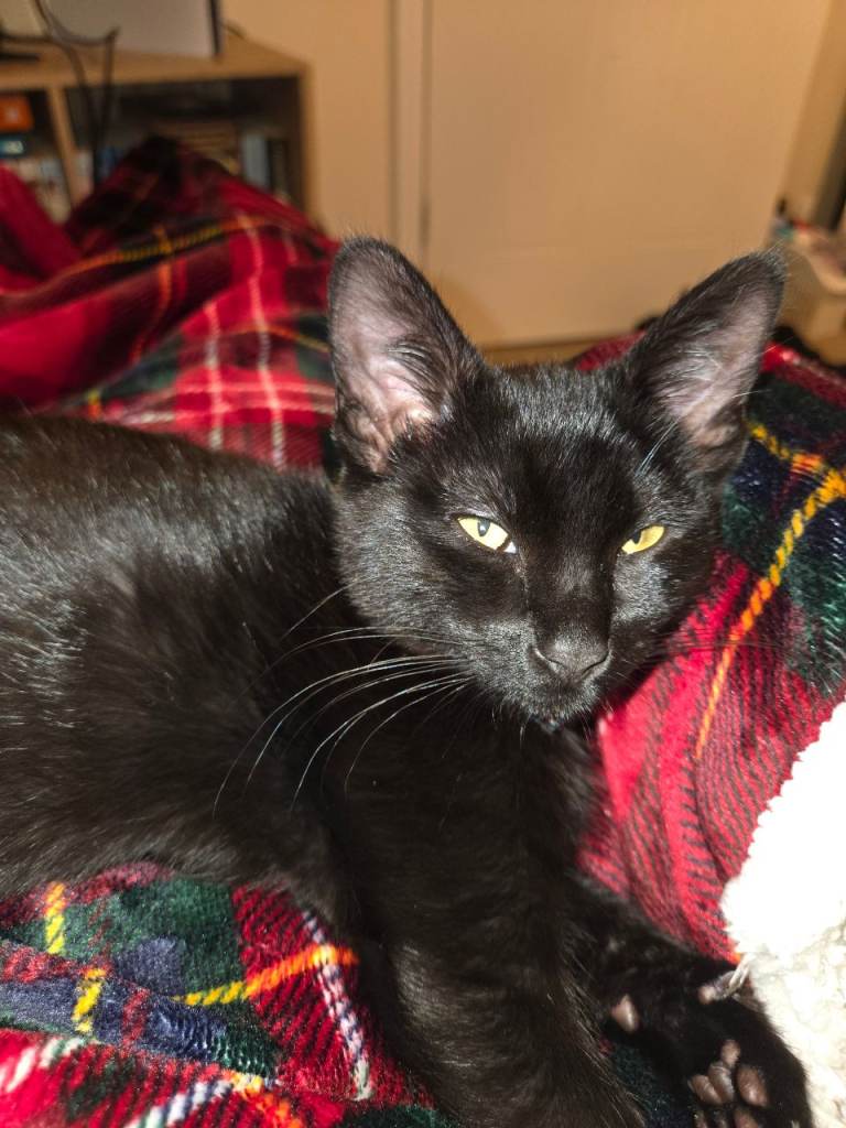 Black cat up for sale