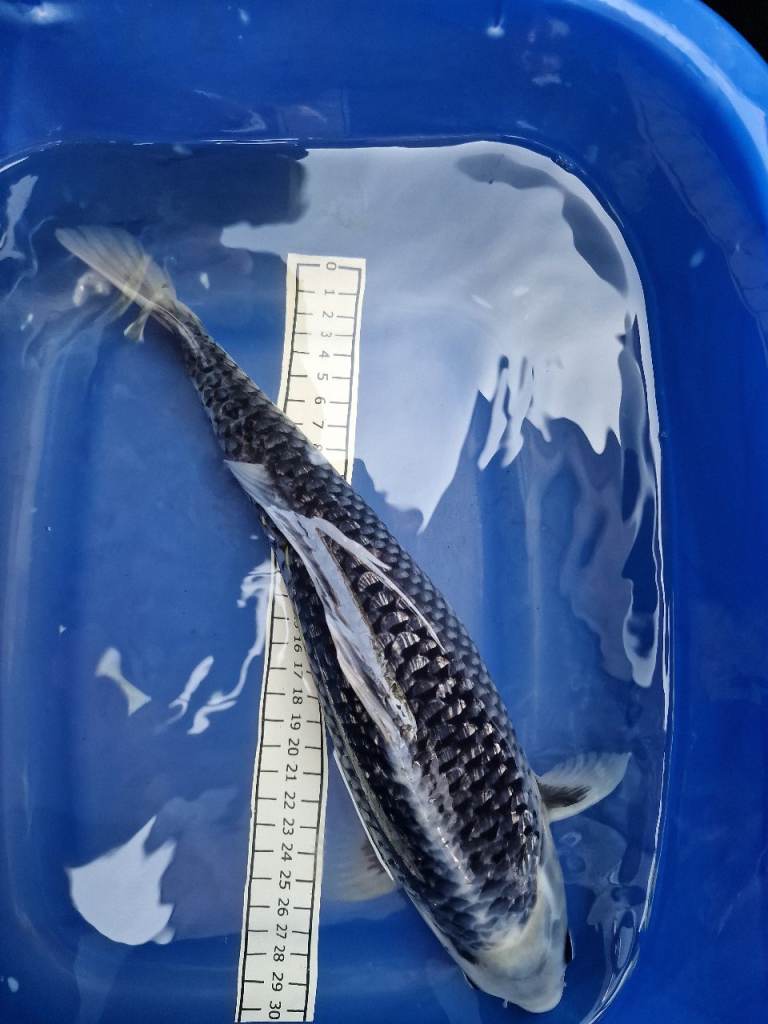 Koi for sale high quality 