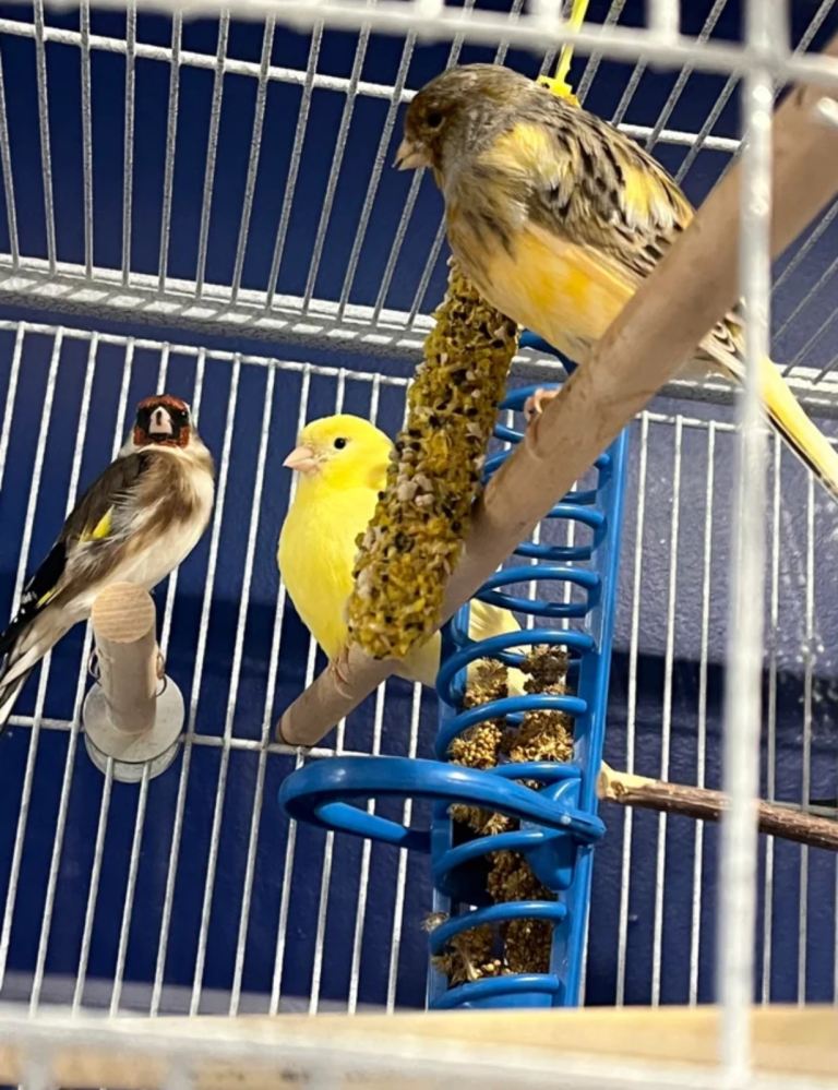 Canary pairs for sale