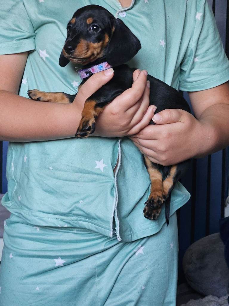 Miniature black and tan Dachshund Puppies.  