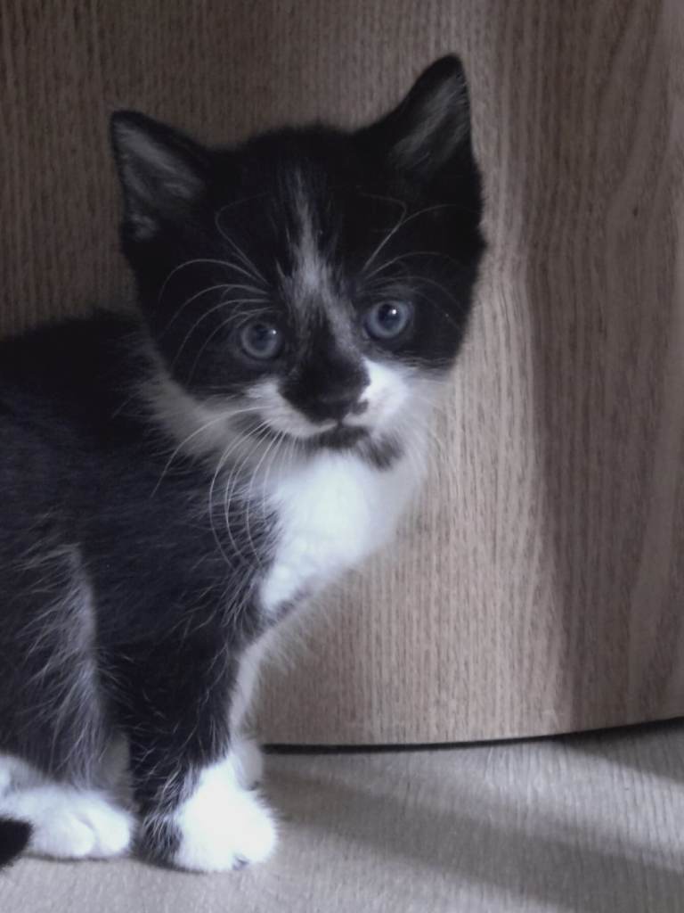 Lovely kittens 