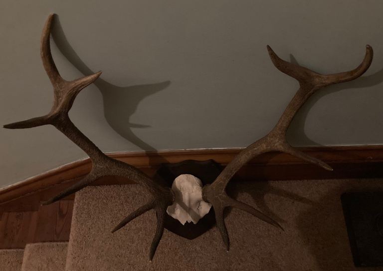 Red Deer Stag - 11 Point Royal Taxidermy Skull with Antlers 