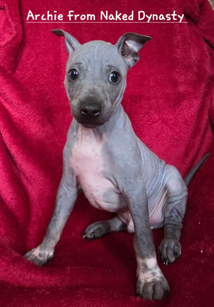 AMERICAN HAIRLESS TERRIER PUPPIES 
