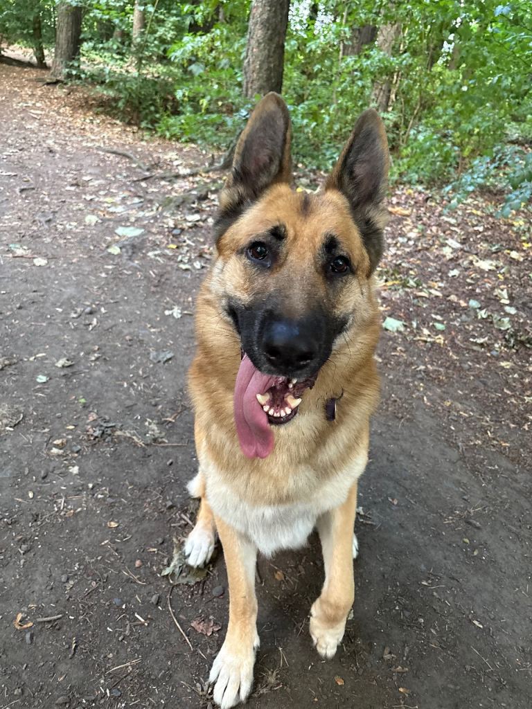 22month  old German shepherd rehome 