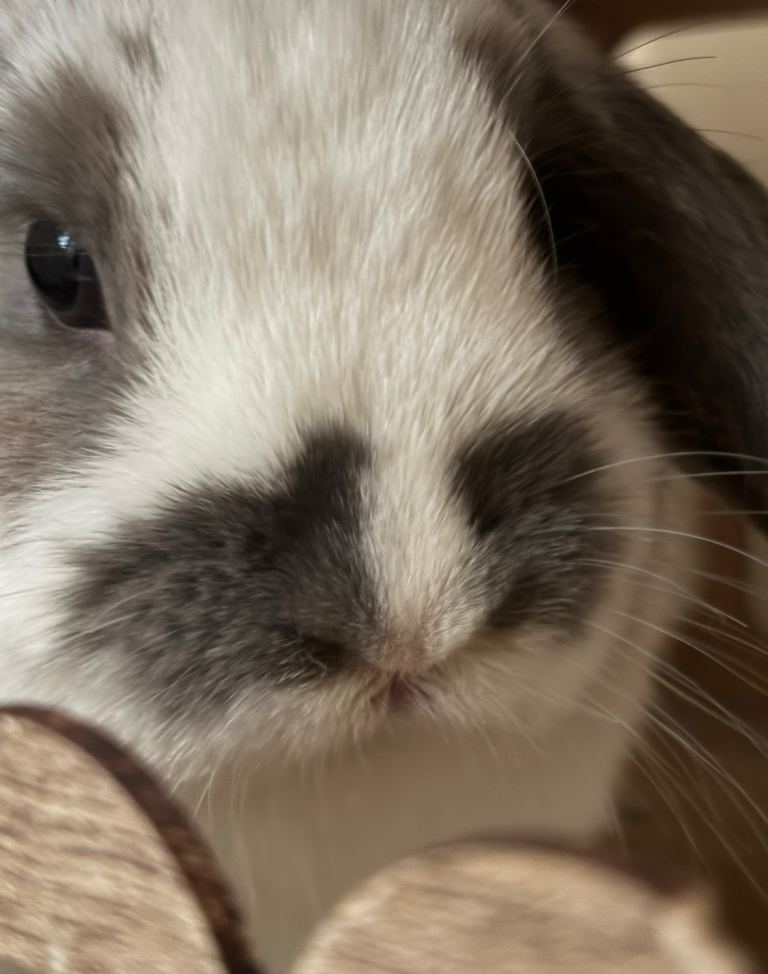 2 male bunnies (have to be together in a pair)