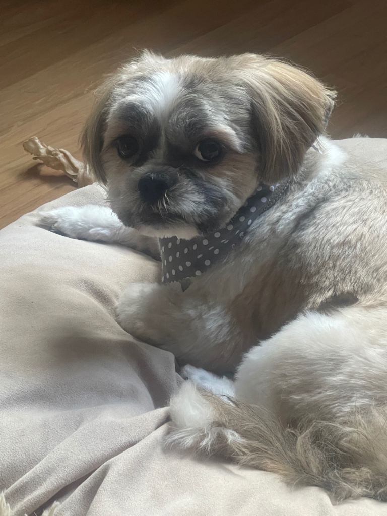 Wee dog for sale 