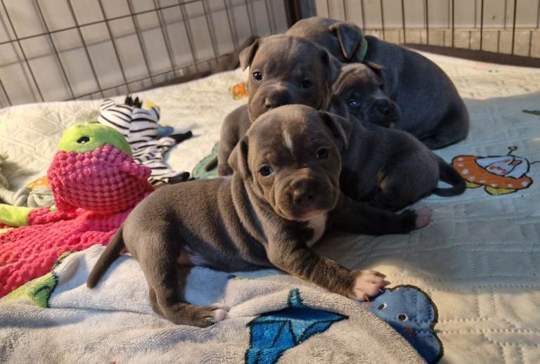 Staffordshire bull terrier puppies 