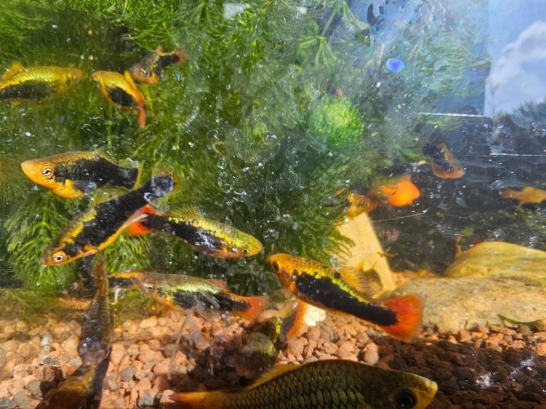 Fish 