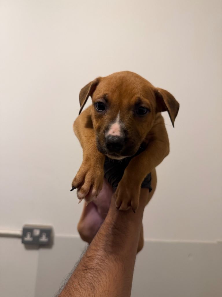 Herder mix pupps