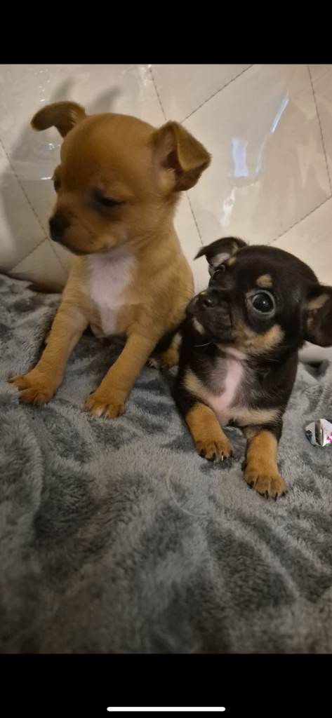 3 beautiful chihuahua puppy’s 