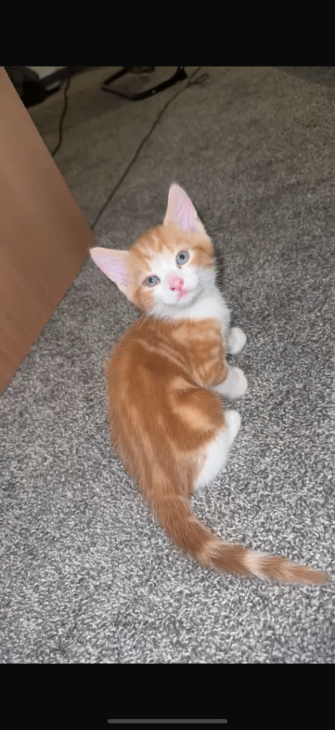 Beautiful kittens for sale 
