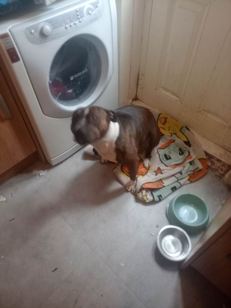 Staffordshire bull terrier