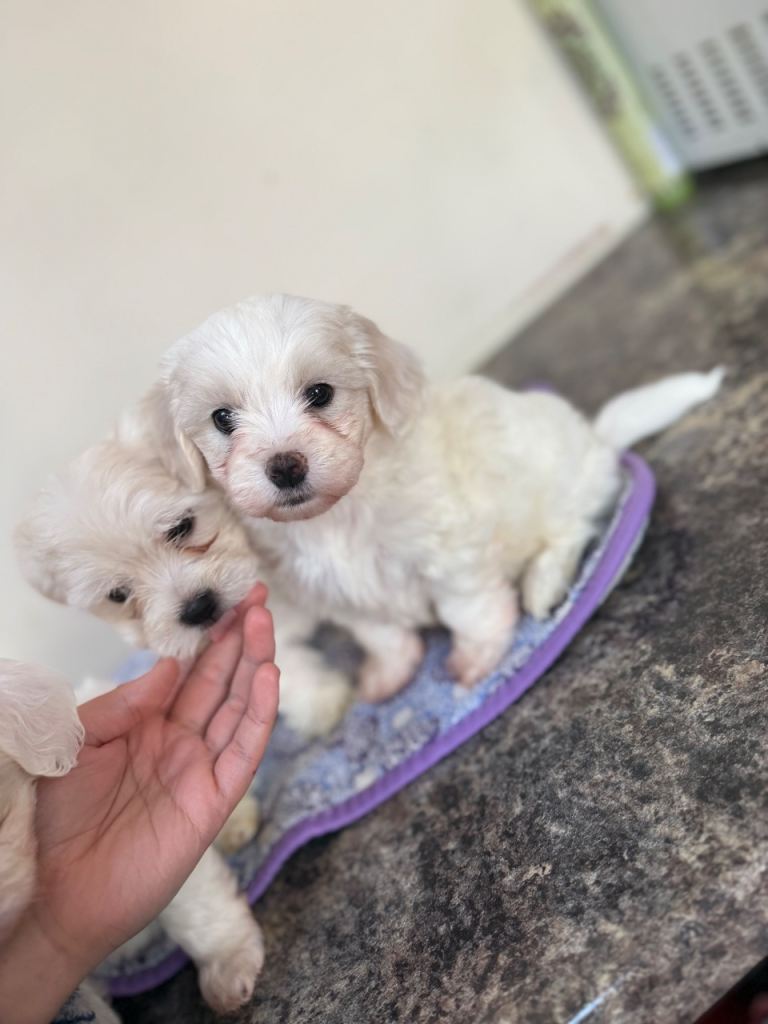 Maltese puppy’s 