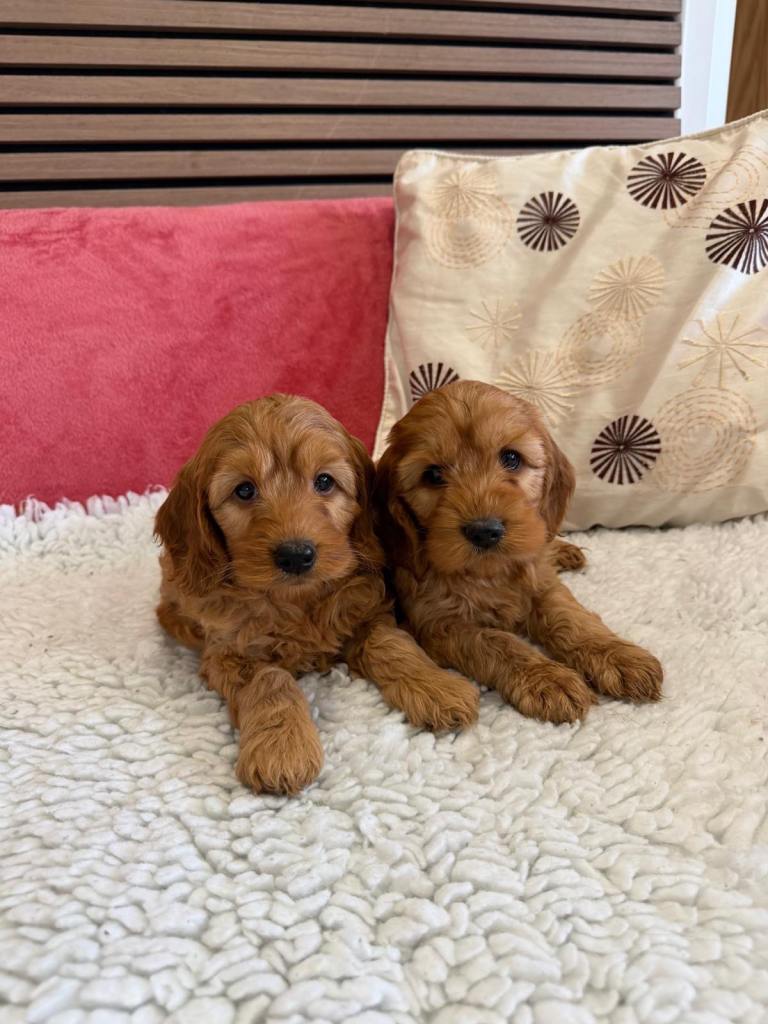 Golden F1B Cockapoo puppies 