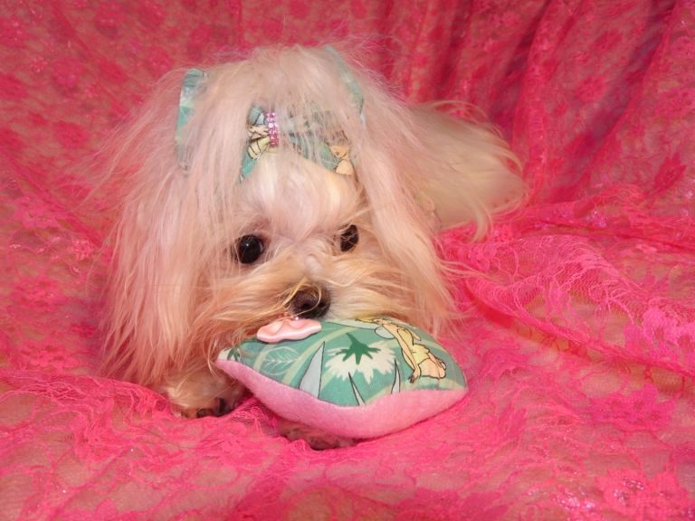 ***XXXXXXXS Ultra Rare Micro Black White Tiny F1 Maltese X Toy Poodle Maltipoo Puppy 5 months old***