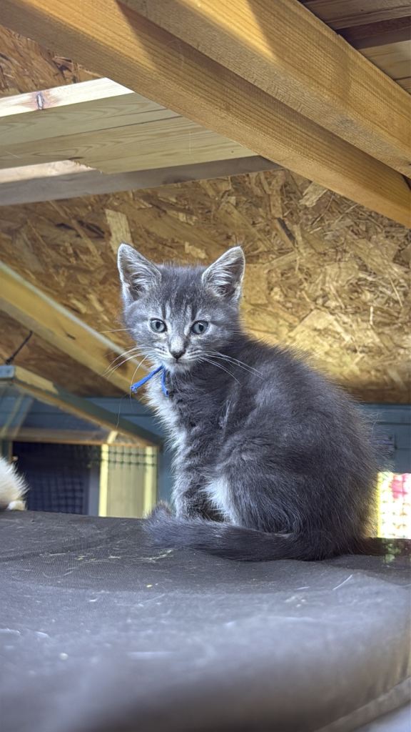 Mainecoon 