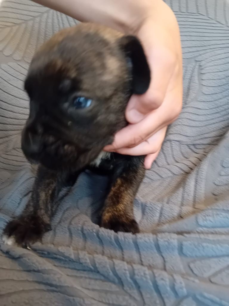 Presa canerio puppies 
