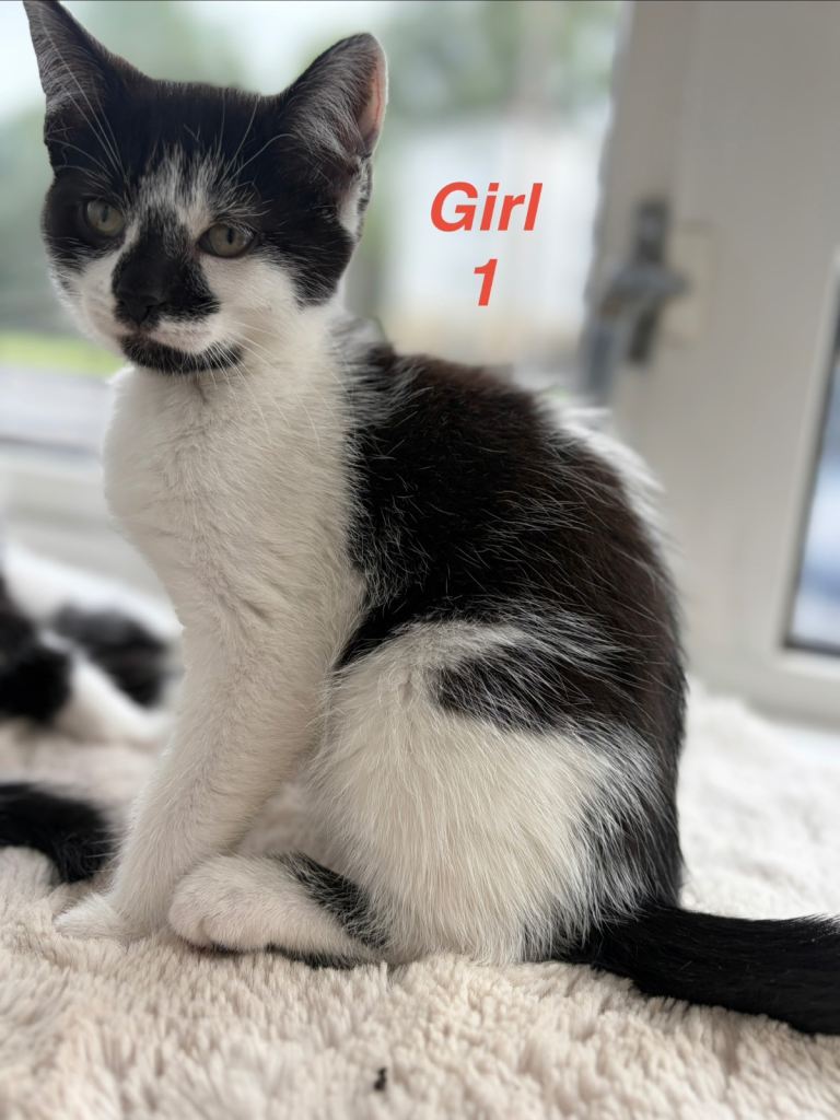 Adorable kittens looking for a family 