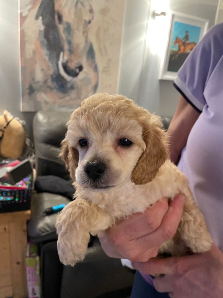 Gorgeous poodle puppies 