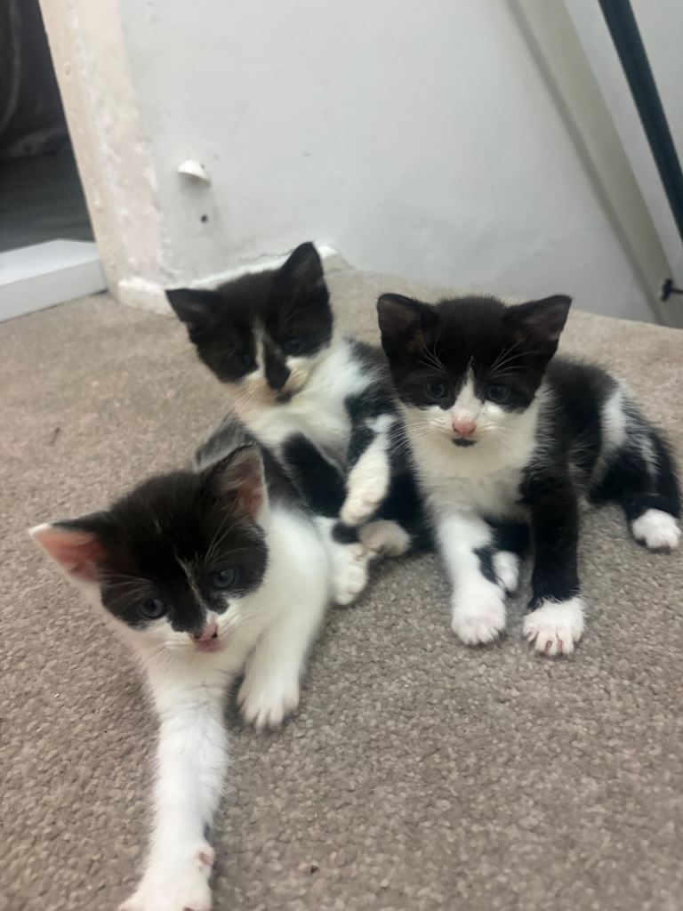 beautiful black and white kittens ready for new homes