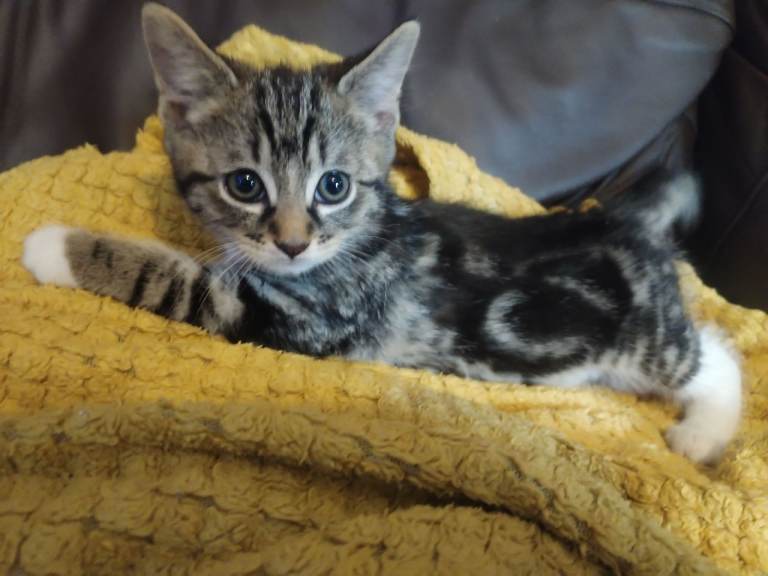 8 week old kittens