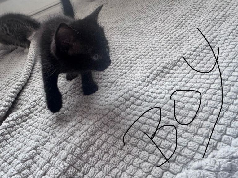 Kittens 