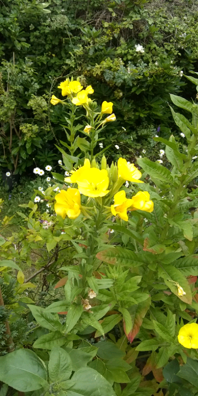 Plant: Evening Primrose.