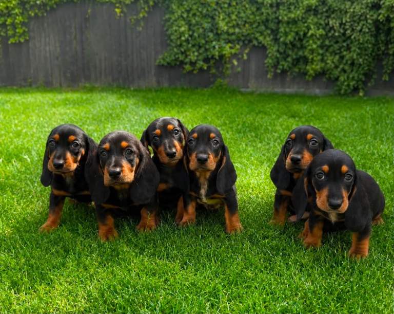 🐾Mini Bassets🐾