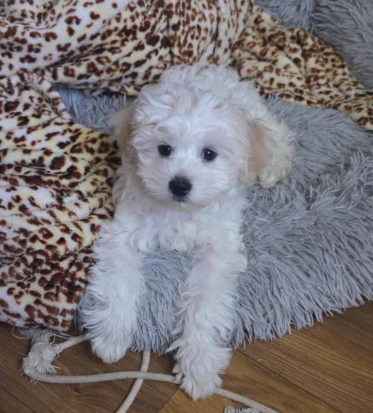 2 Male Bichon Frise Puppies for Sale 🐶 🩵🩵