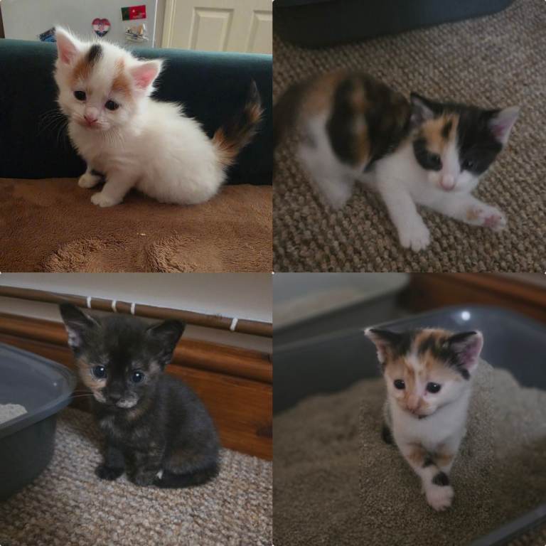  🐾 Adorable cats for sale  🐾