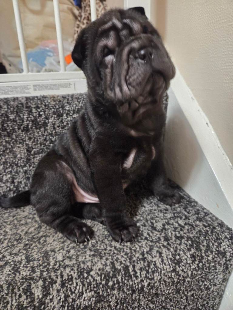 💙 READY NOW. SHAR PEI BOY 💙