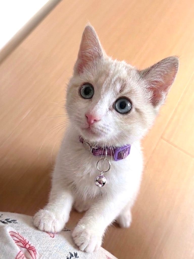 Beautiful, Ultra-Affectionate Female Ragdoll Kitten Seeking her Forever Home 🌸