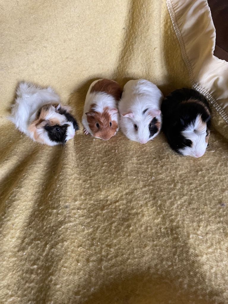 Baby guinea pigs
