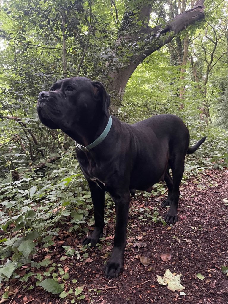 Cane Corso Pups ICCF REGISTERED 5*****