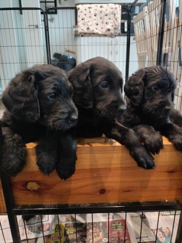 F1 Standard Labradoodle Puppies 