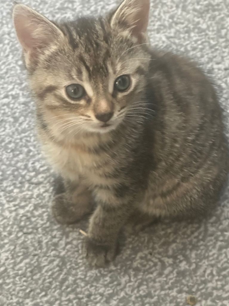 💙💕Stunning kittens 💕💙