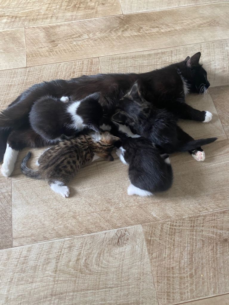 Kittens
