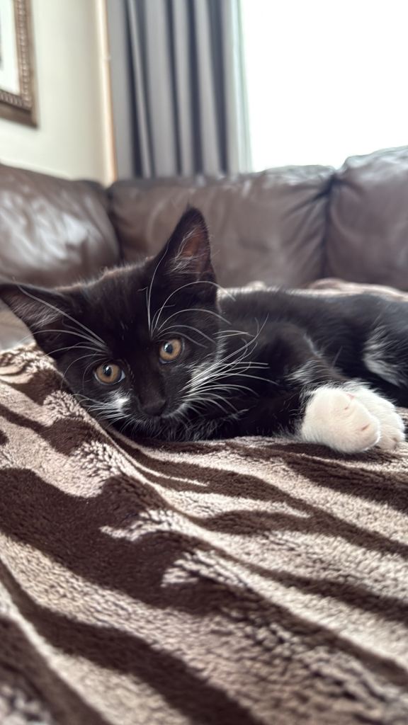 🐾 Black & white kitten looking for a loving new home! 🏡❤️