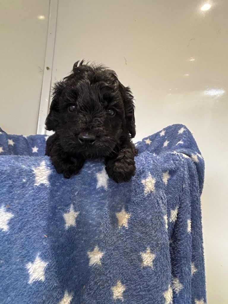 F1 Cockapoo puppies