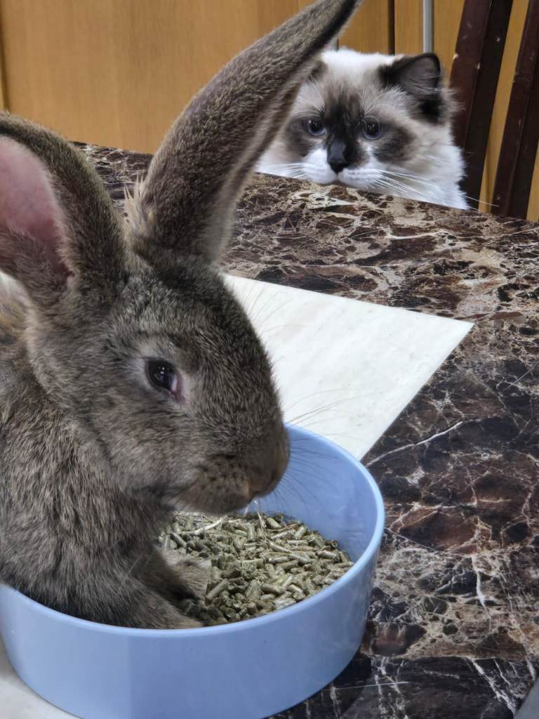 Pure Continental Giant Rabbit Bunnies Ready to Leave