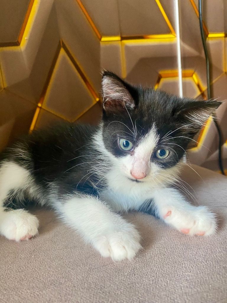 Kittens